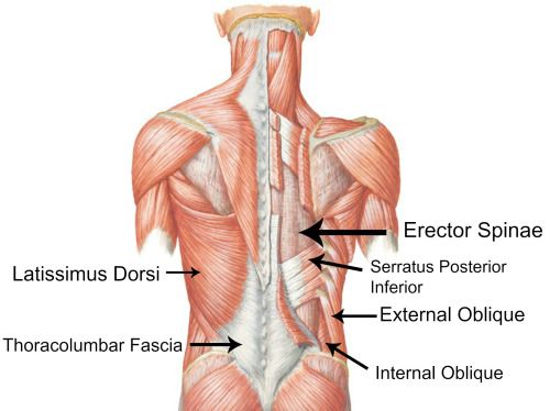 Oblique Muscle - The Definitive Guide